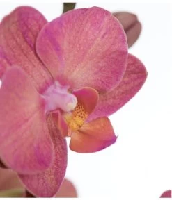 Schmetterlingsorchidee - Phalaenopsis Cultivars, Verschiedene Sorten -Outdoor Living Verkauf 8251555 PR DE 002 Phalaenopsis3TrieberSortenmixT12SchmetterlingsorchideeDehnerExpressZS