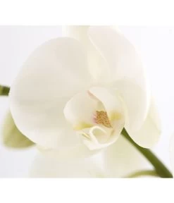 Schmetterlingsorchidee - Phalaenopsis Cultivars, Verschiedene Sorten -Outdoor Living Verkauf 8251555 PR DE 003 Phalaenopsis3TrieberSortenmixT12SchmetterlingsorchideeDehnerExpressZS