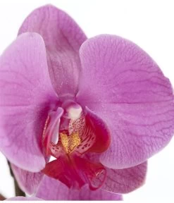 Schmetterlingsorchidee - Phalaenopsis Cultivars, Verschiedene Sorten -Outdoor Living Verkauf 8251555 PR DE 004 Phalaenopsis3TrieberSortenmixT12SchmetterlingsorchideeDehnerExpressZS