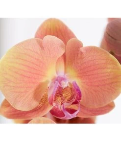 Schmetterlingsorchidee - Phalaenopsis Cultivars, Verschiedene Sorten -Outdoor Living Verkauf 8251555 PR DE 005 Phalaenopsis3TrieberSortenmixT12SchmetterlingsorchideeDehnerExpressZS