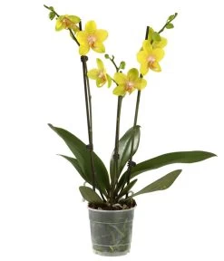 Schmetterlingsorchidee - Phalaenopsis Cultivars, Verschiedene Sorten -Outdoor Living Verkauf 8251555 PR FS 002 SchmetterlingsorchideePhalaenopsis3TrMixDehner