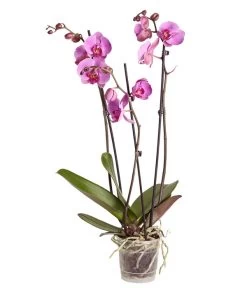 Schmetterlingsorchidee - Phalaenopsis Cultivars, Verschiedene Sorten -Outdoor Living Verkauf 8251555 PR FS 004 Phalaenopsis3TrieberSortenmixT12SchmetterlingsorchideeDehnerExpressZS
