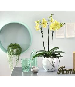 Schmetterlingsorchidee - Phalaenopsis Cultivars, Verschiedene Sorten -Outdoor Living Verkauf 8251555 PR MO 002 SchmetterlingsorchideePhalaenopsisDehnerExpressHerzig