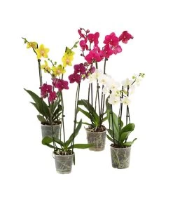 Schmetterlingsorchidee - Phalaenopsis Cultivars, Verschiedene Sorten