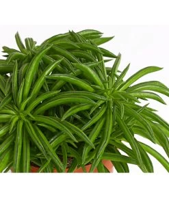 Peperomie - Peperomia Ferreyrae 'Happy Bean' -Outdoor Living Verkauf 8252397 PR DE 001 ZwergpfefferPeperomiePeperomiaHappyBeanT10DehnerExpressHerzig