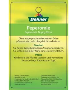 Peperomie - Peperomia Ferreyrae 'Happy Bean' -Outdoor Living Verkauf 8252397 PeperomiaHappyBean 22022017 2