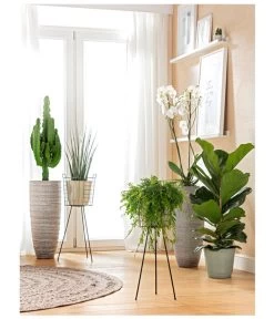 Schamblume - Aeschynanthus Japhrolepis, Ampel -Outdoor Living Verkauf 8253023 BodentiefeFensterHungerSimmeth