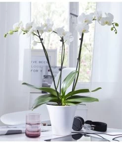 Schmetterlingsorchidee - Phalaenopsis Cultivars, Verschiedene Sorten -Outdoor Living Verkauf 8258238 WE MO 001 SchmetterlingsorchideePhalaenopsis3TrieberWeissdehner bluetenzauber weiss m11a 01 UveSauer