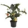 Medinille - Medinilla 'Dolce Vita' -Outdoor Living Verkauf 8259145 PR FS 001 MedinillaDolceVitaT17DehnerExpressHerzig
