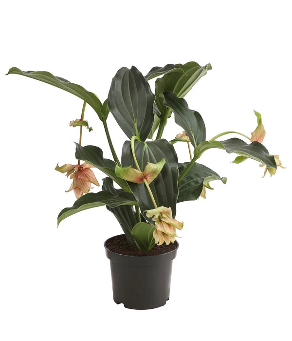 Medinille - Medinilla 'Dolce Vita' 3 Medinille - Medinilla 'Dolce Vita'