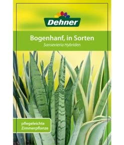 Bogenhanf - Sansevieria Cylindrica 'Mikado' -Outdoor Living Verkauf 82686741 8268591 8268807 8296782 8268799 8241077 Bogenhanf 1
