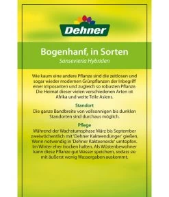 Bogenhanf - Sansevieria Cylindrica 'Mikado' -Outdoor Living Verkauf 82686741 8268591 8268807 8296782 8268799 8241077 Bogenhanf 2