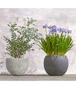 Dehner Leichtbeton-Topf Balloon Stone, Grau -Outdoor Living Verkauf 8278251 WE MO 002 8586141 8587438 AgapanthusTwisterEucalyptusGunniBuschT24LapisLazuliUveSauerBL0218 1