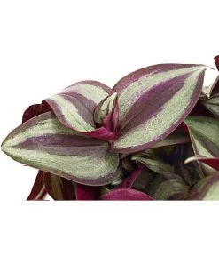 Dreimasterblume - Tradescantia Zebrina 'Pink Joy' -Outdoor Living Verkauf 8280323 PR DE 001 TradescantiaVioletHillPinkJoyT12DehnerExpressHerzig