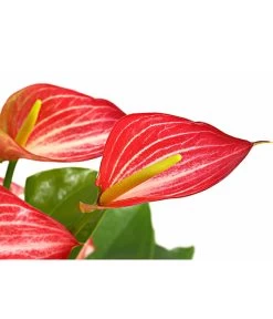 Flamingoblume - Anthurium Andreanum 'Livium' 5 Flamingoblume - Anthurium Andreanum 'Livium' -Outdoor Living Verkauf 8281909 PR DE 001 AnthuriumLiviumT14DehnerExpressHerzig