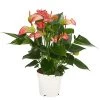 Flamingoblume - Anthurium Andreanum 'Livium' -Outdoor Living Verkauf 8281909 PR FS 001 AnthuriumLiviumT14DehnerExpressHerzig