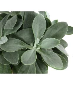 Kreuzkraut - Senecio Cephalophorus -Outdoor Living Verkauf 8290652 WE DE 001 SenecioCephalophorusT12