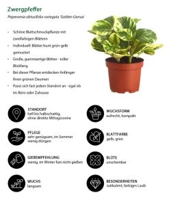 Peperomie - Peperomia Obtusifolia Variegata 'Golden Genua' -Outdoor Living Verkauf 8290975 WE IG 001 PeperomiaObtusifoliaVariegataBuntT11DehnerExpressZS