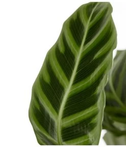 Korbmarante - Calathea Zebrina -Outdoor Living Verkauf 8297236 PR DE 001 CalatheaZebrinaKorbmaranteT19DehnerExpressZS