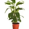 Korbmarante - Calathea Zebrina -Outdoor Living Verkauf 8297236 PR FS 001 CalatheaZebrinaKorbmaranteT19DehnerExpressZS