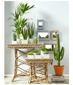 Bogenhanf - Sansevieria Cylindrica 'Mikado' -Outdoor Living Verkauf 8297434 PR MO 002 KakteenSukkulentenBild1BL14 8268799 8241077 8267692 8679631 8673881 8239691 8739039