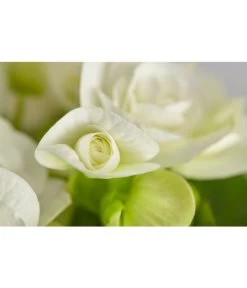 Elatior-Begonie - Begonia Elatior -Outdoor Living Verkauf 8299638 PR DE 001 BegoniaRexT12DehnerExpressZS