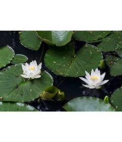 Dehner Seerose -Outdoor Living Verkauf 8315905 PR MO 002 NymphaeaSeeroseWeissLucknerJuni2015