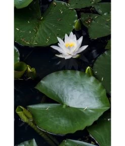 Dehner Seerose -Outdoor Living Verkauf 8315905 PR MO 003 NymphaeaSeeroseWeissLucknerJuni2015