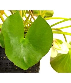 Dehner Seerose -Outdoor Living Verkauf 8315905 WE DE 001 SeeroseWeissNymphaeaHybrideWeissT14DehnerExpressHerzig