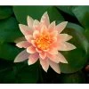 Dehner Seerose 'Sioux' -Outdoor Living Verkauf 8315947 BildFS 001 SeeroseSeeroseOrangeGestBluet