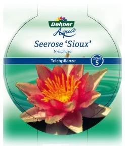 Dehner Seerose 'Sioux' -Outdoor Living Verkauf 8315947 Seerose Sioux Etikett 1 NEU