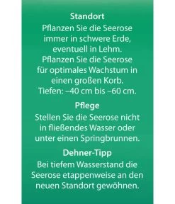 Dehner Seerose 'Sioux' -Outdoor Living Verkauf 8315947 Seerose Sioux Etikett 2