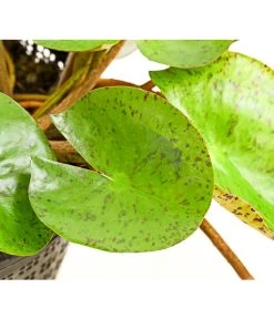 Dehner Seerose 'Sioux' -Outdoor Living Verkauf 8315947 WE DE 001 SeeroseOrangeGestielteBluetenNymphaeaHybrideT14DehnerExpressHerzig