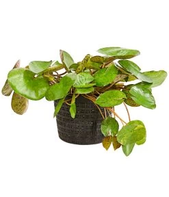 Dehner Seerose 'Sioux' -Outdoor Living Verkauf 8315947 WE FS 001 SeeroseOrangeGestielteBluetenNymphaeaHybrideT14DehnerExpressHerzig