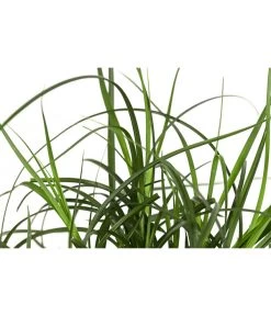 Westfälische Segge -Outdoor Living Verkauf 8316218 WE DE 001 CarexdivulsaSeggeT7