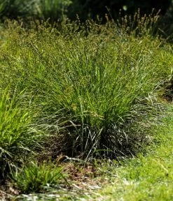 Westfälische Segge -Outdoor Living Verkauf 8316218 WE MO 001 CarexDivulsaWestfaelischeSeggeT7