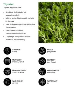 Stauden-Set Duftender Thymian, 18-teilig -Outdoor Living Verkauf 8389835 WE IG 001 Thymian