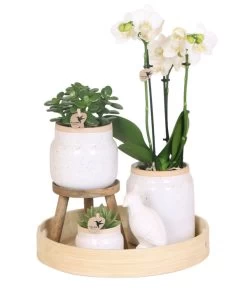 Pflanzen-Arrangement Vintage White, 9-teilig