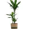 Drachenbaum - Dracaena Fragrans 'Cintho', In Seegras-Korb Harmony -Outdoor Living Verkauf 8401218 WE FS 001 DracaenaHarmony Solitaerpflanze