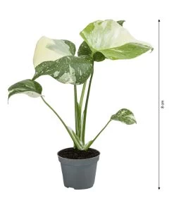 Fensterblatt - Monstera Deliciosa 'Thai Constellation', Panaschiert -Outdoor Living Verkauf 8402034 WE BG 001 MonsteraThaiConstellationT6DehnerExpressHerzig