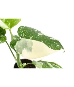 Fensterblatt - Monstera Deliciosa 'Thai Constellation', Panaschiert -Outdoor Living Verkauf 8402034 WE DE 001 MonsteraThaiConstellationT6