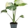 Fensterblatt - Monstera Deliciosa 'Thai Constellation', Panaschiert -Outdoor Living Verkauf 8402034 WE FS 001 MonsteraThaiConstellationT6