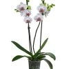 Schmetterlingsorchidee - Phalaenopsis Cultivars 'Goya' -Outdoor Living Verkauf 8408080 WE FS 001 Phalaenopsis GoyaT12Schmetterlingsorchidee