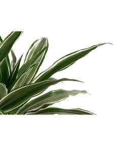 Drachenbaum - Dracaena Deremensis, Hydrokultur -Outdoor Living Verkauf 8416653 WE DE 001 DracaenaDerem 2er