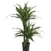 Drachenbaum - Dracaena Deremensis, Hydrokultur -Outdoor Living Verkauf 8416653 WE FS 001 DracaenaDerem 2er