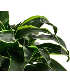 Drachenbaum - Dracaena Dorado, Hydrokultur -Outdoor Living Verkauf 8416687 WE DE 001 DracaenaDorado 2er 15 19