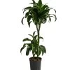 Drachenbaum - Dracaena Dorado, Hydrokultur -Outdoor Living Verkauf 8416687 WE FS 001 DracaenaDorado 2er 15 19