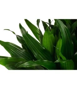 Drachenbaum - Dracaena Fragrans 'Green Jewel', Hydrokultur -Outdoor Living Verkauf 8416778 WE DE 001 DracaenaFragransGreenJewelHydroT18