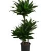 Drachenbaum - Dracaena Fragrans 'Green Jewel', Hydrokultur -Outdoor Living Verkauf 8416778 WE FS 001 DracaenaFragransGreenJewelHydroT18