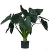 Pfeilblatt - Alocasia 'Wentii', Hydrokultur -Outdoor Living Verkauf 8425662 WE FS 001 AlocasiaWentii25 19H100